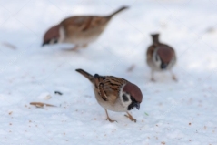D:\4 клас 2022-2023\depositphotos_66076717-stock-photo-sparrows-in-winter.jpg